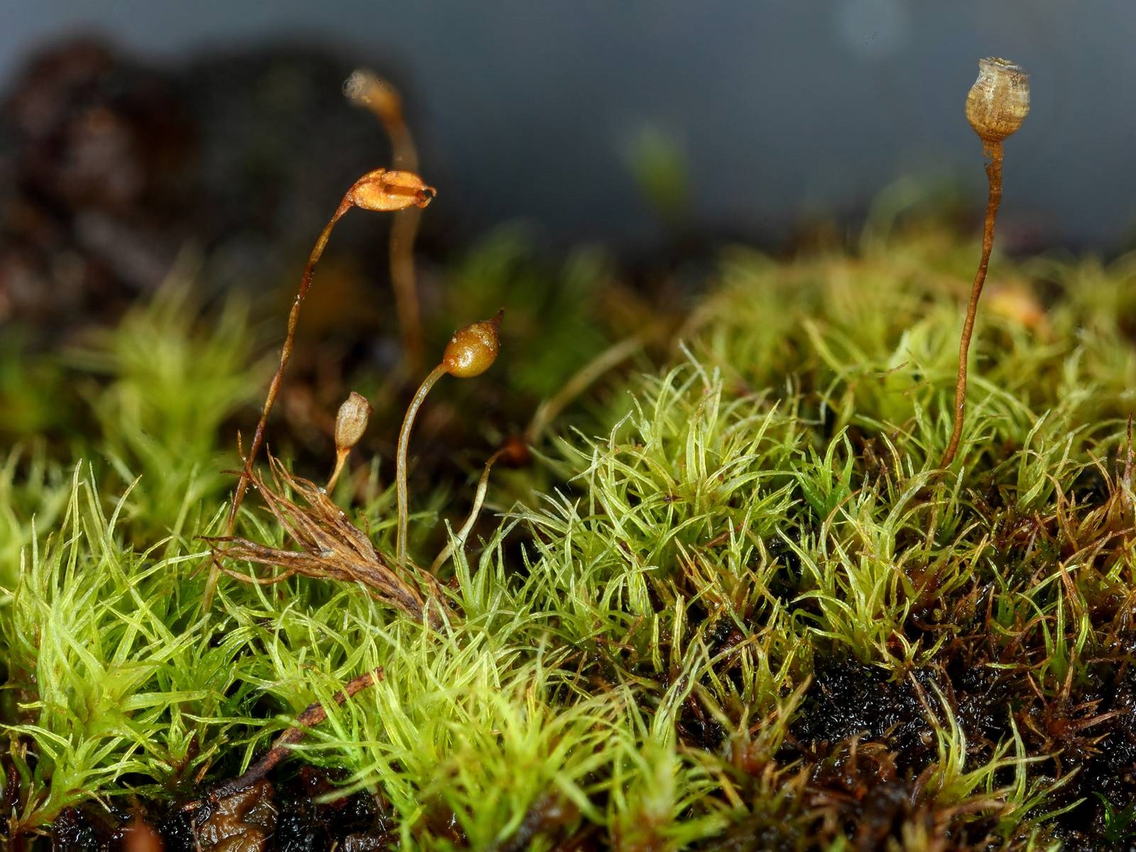 Представитель Семейства Dicranaceae